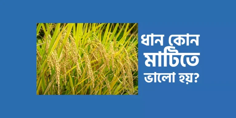 ধান কোন মাটিতে ভালো হয়?