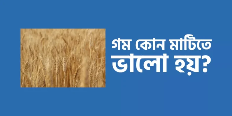 গম কোন মাটিতে ভালো হয়?