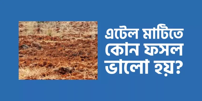 এটেল মাটিতে কোন ফসল ভালো হয়?