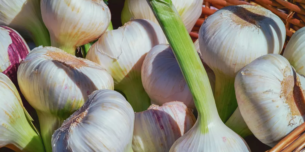 Garlic 4