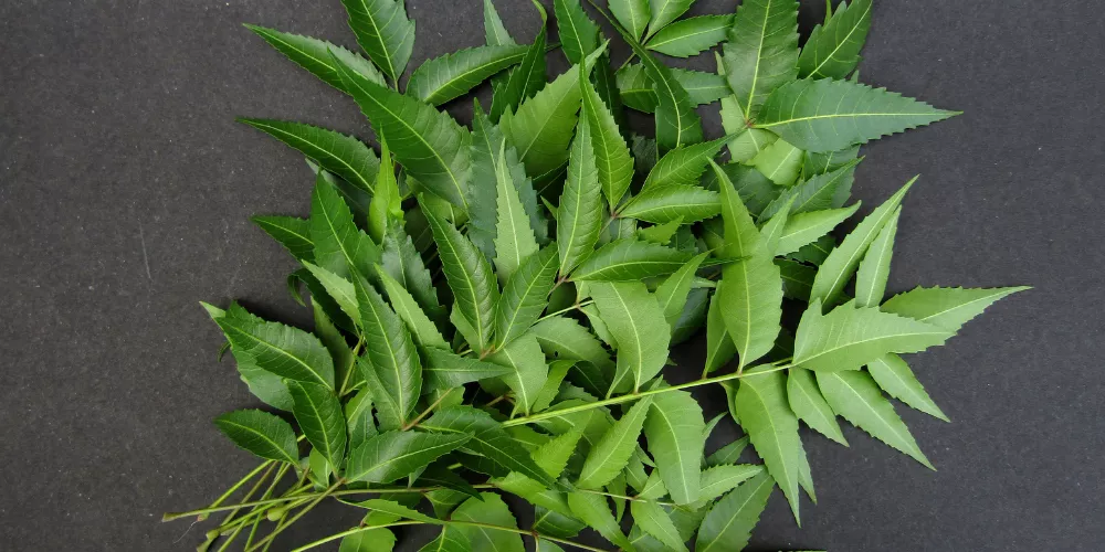 Neem leaves 4