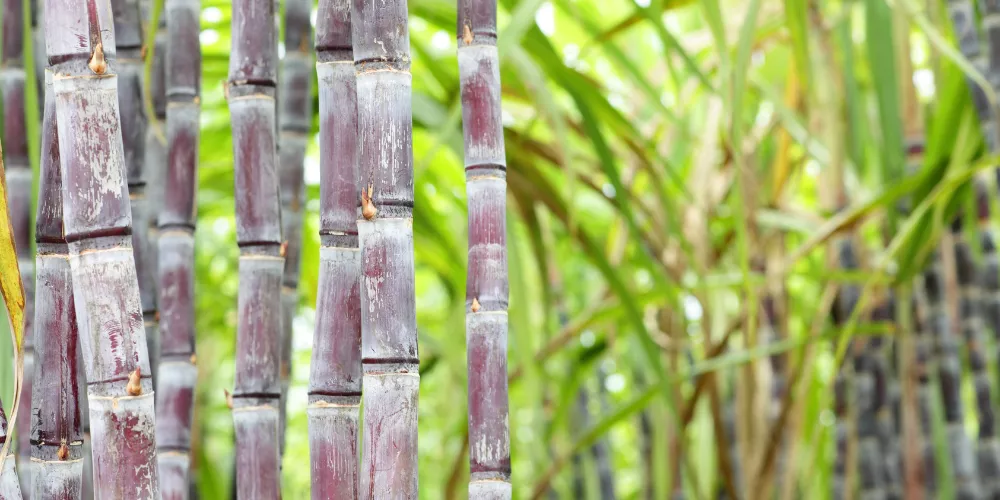Sugarcane 4